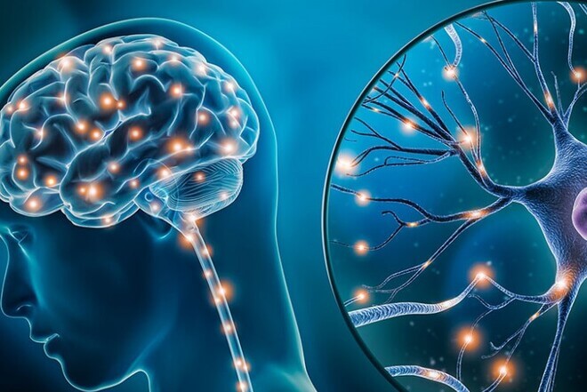 Plasticidad cerebral: un factor a tener en cuenta en los tratamientos para el DCA. Una representación del cerebro y neuronas