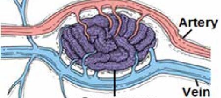 Estructura de un cavernoma